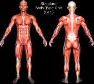 Official Scientific Body Type Quiz - Standard Body Type One (BT1), Genetic Scientific Body Type
