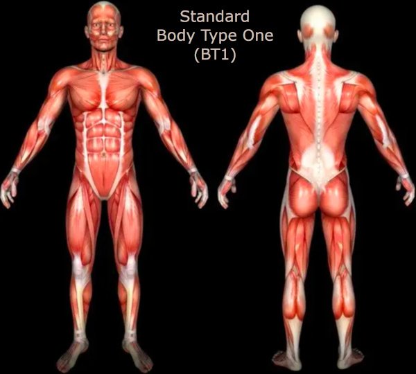 Free Scientific Body Type Quiz - Standard Body Type One (BT1), Genetic Scientific Body Type