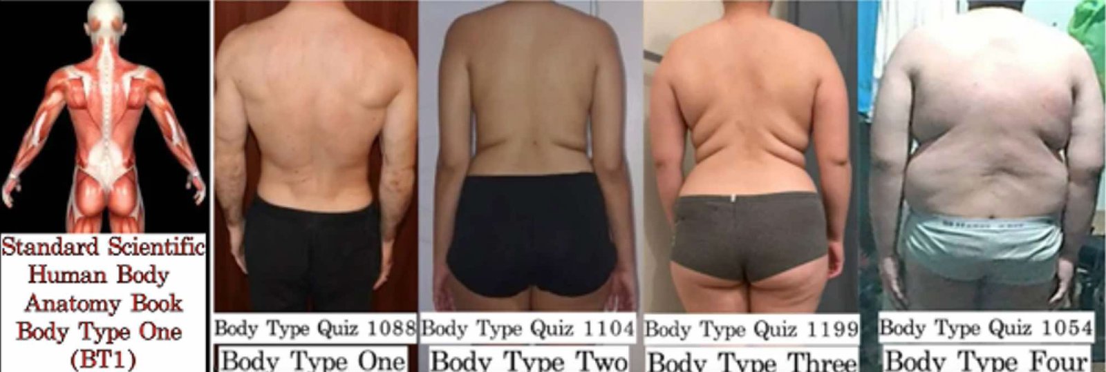 Free Scientific Body Type Quiz, The Four Body Types - Standard Body Type One, Body Type Two, Body Type Three, Body Type Four